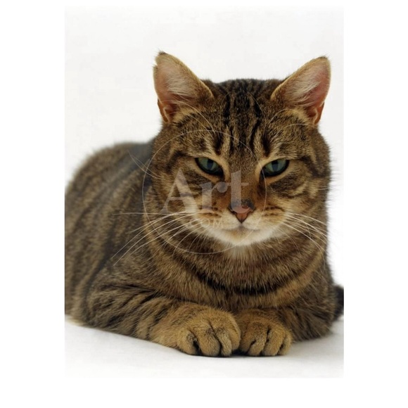 Meet your Posher, Lesley - Picture 1 of 1